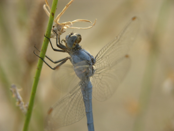 libellula non identificata - Orthetrum brunneum